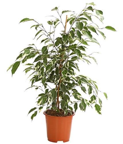 Schöne birkenfeige ficus - birkenfeige,