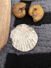 Ammoniten, Belemniten, Pecten
