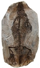 Perm  Claudiosaurus germaini