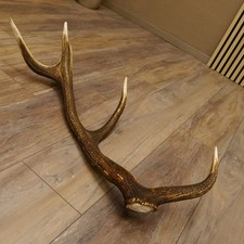 Rothirsch Stange 8 ender Gewicht 1,3 kg Länge 69 cm Hirsch Abwurfstange 71.1.161