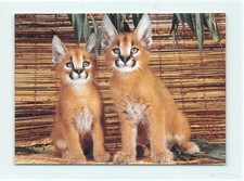 1 AK Karakal Wüstenluchs Jungtier Kleinkatze Raubkatze Raubtier 3 !!! *