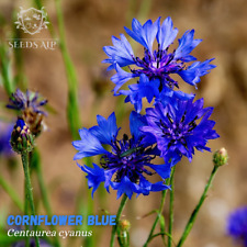 10.000+ Samen Blaue Kornblume
