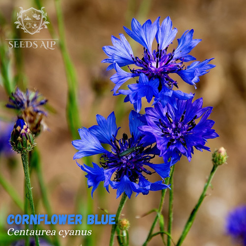 2000 samen blaue kornblume - 2000,