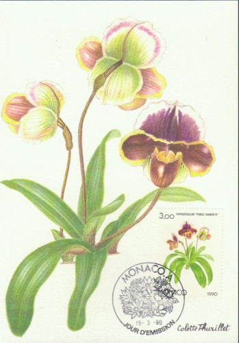 Monako orchidee prinz rainier - orchidee,