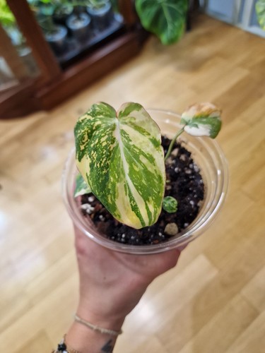 Philodendron gloriosum - philodendron,