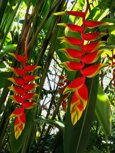 184ln heliconia wagnerina - hp,