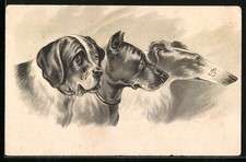Lithographie Bernhardiner, Dobermann und Windhund, Portrait von der Seite 1904 