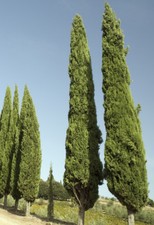 50 Samen Mittelmeer-Zypresse