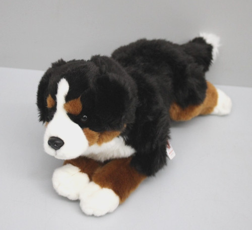 Teddy sennenhund liegend - teddy, aus
