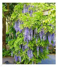 Blauregen "Blue Moon",1 Pflanze