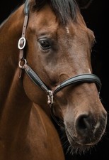 Lederhalfter Don Bi Color Schwarz Braun o Cognac  VB WB X Full Halfter  Leder