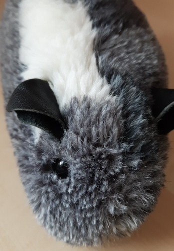 Großes meerschweinchen aus - großes,