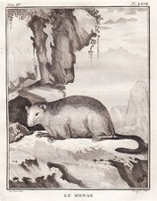 Monax Murmeltier Marmot Tiere