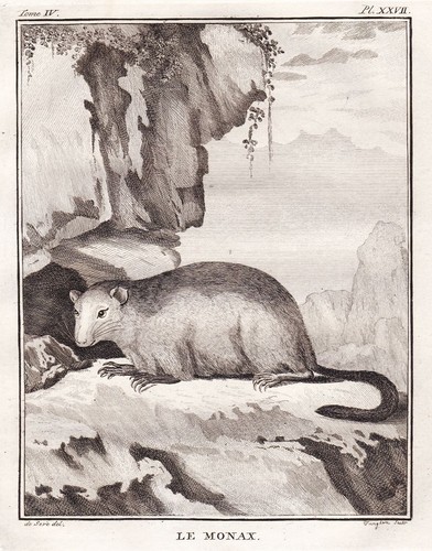 Monax murmeltier marmot - monax, tiere