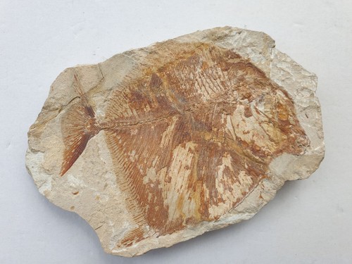 Paleobalistum goedelli - ,