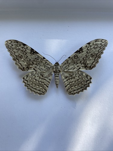 Entomologie*Thysania