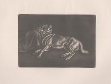 Schlafender Spitzhund Hund dog