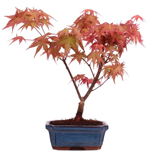 Bonsai acer palmatum deshojo - bonsai,