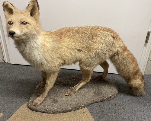 Rotfuchs fuchs fuchspräparat - fuchs,