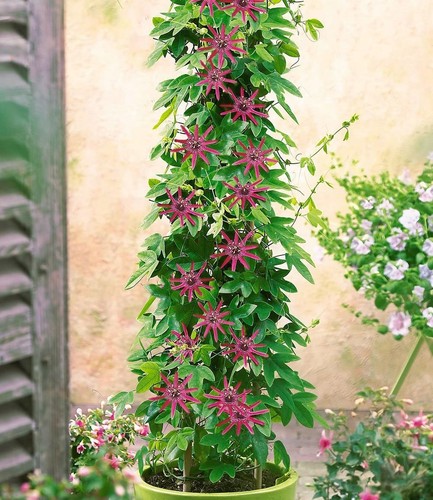 Baldur garten winterharte - baldur,