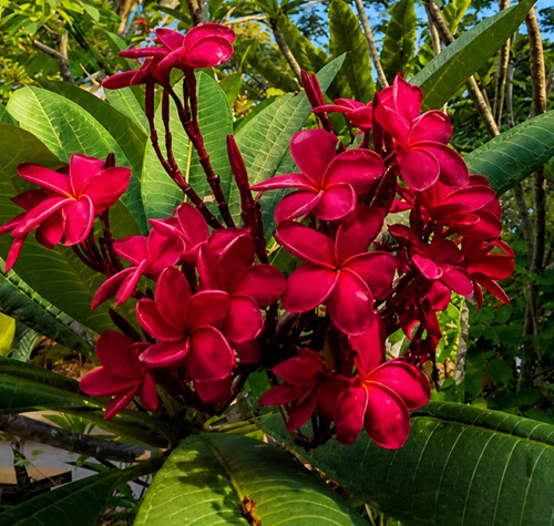 Sale609 plumeria red version - sale609,