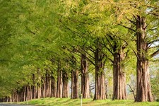 50 Samen Urweltmammutbaum Metasequoia Rotholz Mammutbaum Bonsai Wald Baum