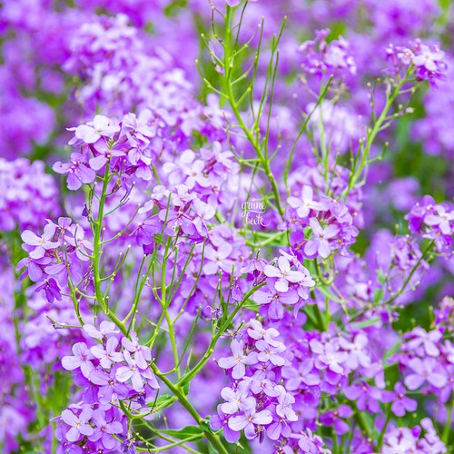 Nachtviole 500 samen hesperis - 500+,