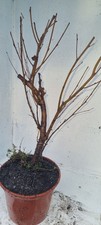 Bonsai,  Birkenbaum, Sandbirke, Betula  pendula  im 1 Liter Topf