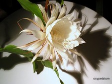 Epiphyllum Blattkaktus "oxypetalum"   kleine Pflanze ca. 20 cm hoch