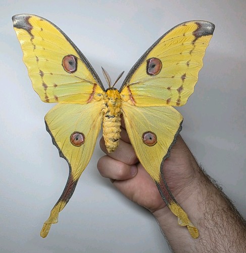 Riesiger argema mittrie - argema,