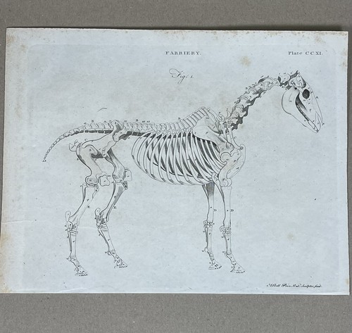 Bell kupferstich anatomie - bell,