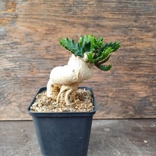 Euphorbia stellata XL