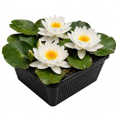 Weiße seerose komplettset - weiße,