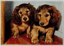 10568126 - Langhaardackel Popp Karte FF 719 AK Dackel