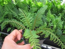 Cyathea tomentosissima -