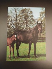 Pferdepostkarte Stute mit Fohlen AK Pferd