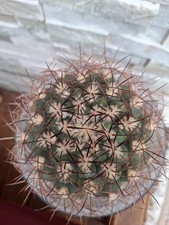 Gymnocalycium Saglionis