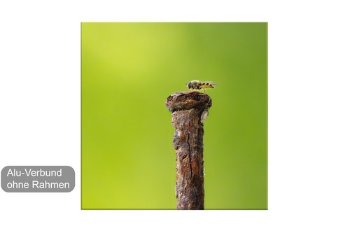 Makrofotografie schwebfliege - makrofotografie,