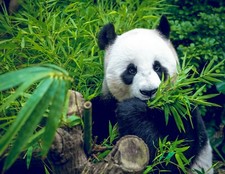 SAMEN Zimmerbambus - Bambusa-Bambus immergrün Dekorativ Bambus Samen.