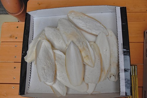 200g mittlere sepiaschalen - 200g,