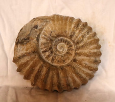 AMMONIT Fossilie Schnecke