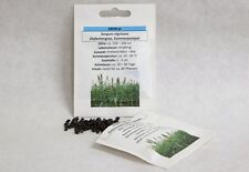 Elefantengras Sommerpampas Sorgum nigricans Samen Saatgut Napiergras Ziergras