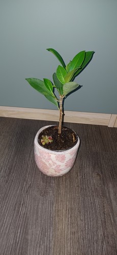 Ficus gingseng benjamin - ficus,