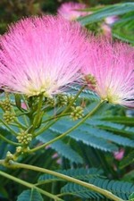 Winterharter Schlafbaum (Seidenbaum) Ombrella® - Albizia