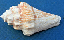 Fechterschnecke, tropische Meeresschnecke  Seeschnecke ,10 mal 5 cm
