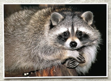 1 AK XXL Waschbär Kleinbär