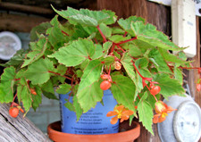 Begonia sutherlandii, je fünf Brutknöllchen