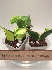 Hoya Polyneura Trio: Inner