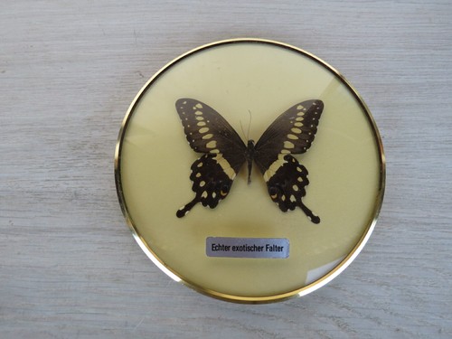 Papilio schwalbenschwanz kongo - papilio,
