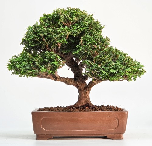 Bonsai muschelzypresse - bonsai,